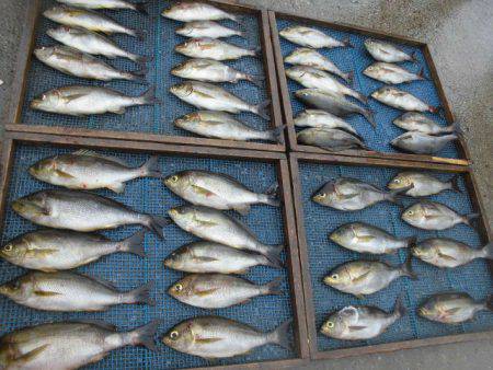 大進丸（愛知） 釣果