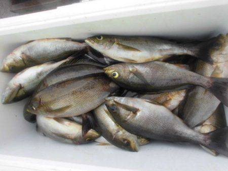 大進丸（愛知） 釣果