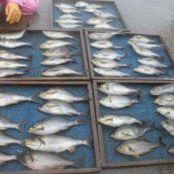 大進丸（愛知） 釣果