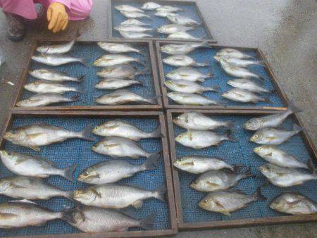 大進丸（愛知） 釣果