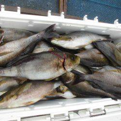 大進丸（愛知） 釣果