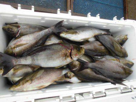 大進丸（愛知） 釣果