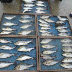 大進丸（愛知） 釣果