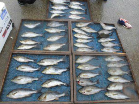 大進丸（愛知） 釣果