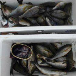 大進丸（愛知） 釣果