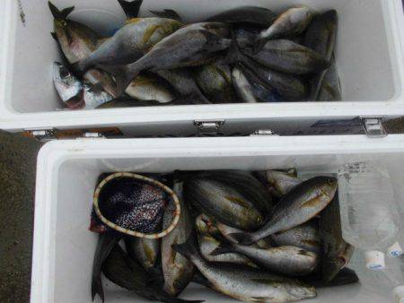 大進丸（愛知） 釣果