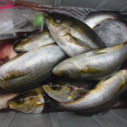 大進丸（愛知） 釣果