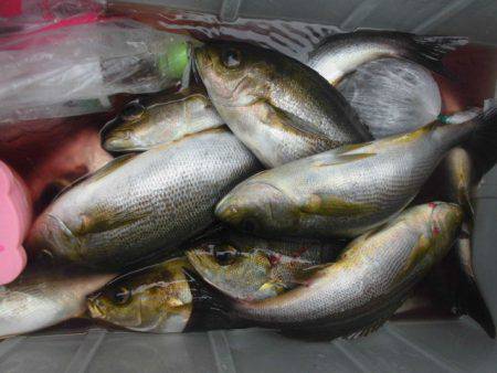 大進丸（愛知） 釣果