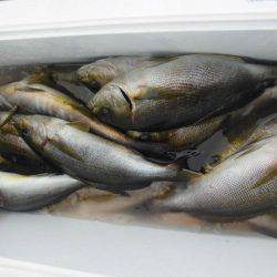 大進丸（愛知） 釣果