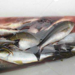 大進丸（愛知） 釣果