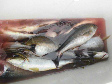 大進丸（愛知） 釣果