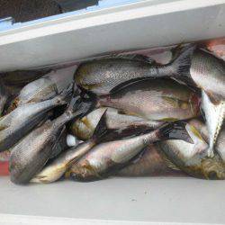 大進丸（愛知） 釣果