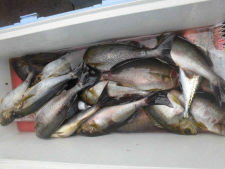 大進丸（愛知） 釣果