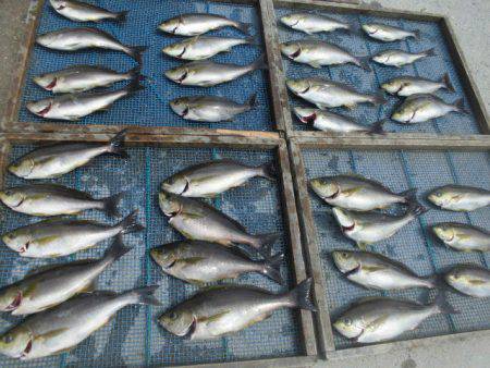 大進丸（愛知） 釣果