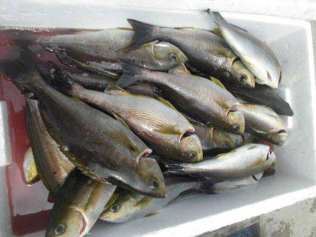 大進丸（愛知） 釣果