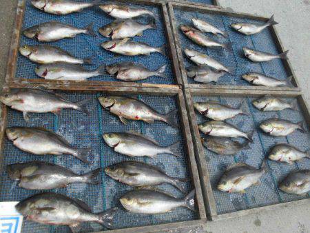 大進丸（愛知） 釣果