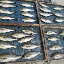 大進丸（愛知） 釣果