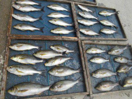 大進丸（愛知） 釣果