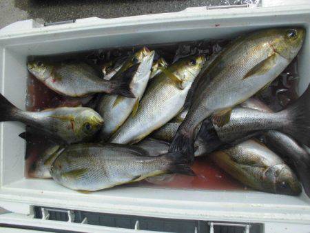 大進丸（愛知） 釣果