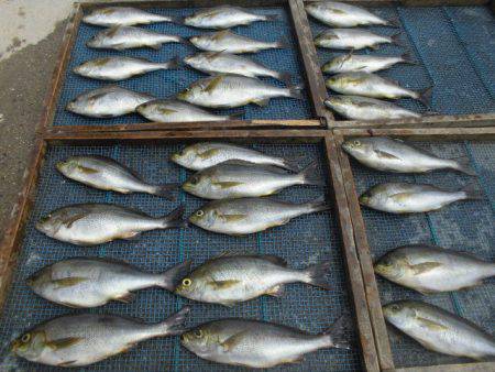 大進丸（愛知） 釣果