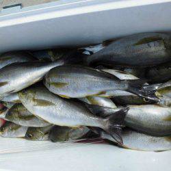 大進丸（愛知） 釣果