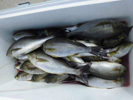 大進丸（愛知） 釣果