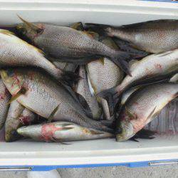 大進丸(愛知) 釣果