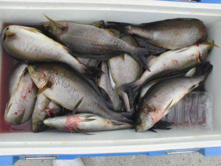 大進丸(愛知) 釣果