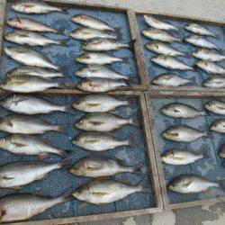 大進丸(愛知) 釣果