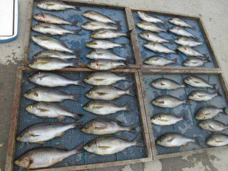 大進丸(愛知) 釣果