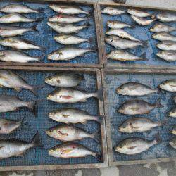 大進丸(愛知) 釣果