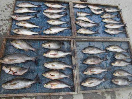 大進丸(愛知) 釣果