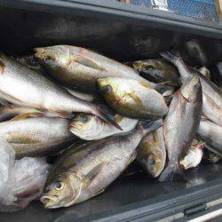 大進丸(愛知) 釣果