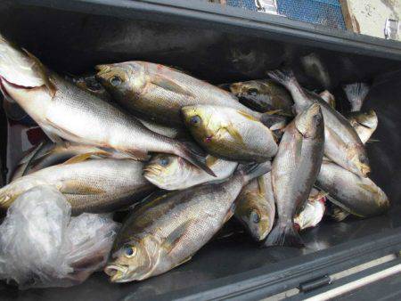 大進丸(愛知) 釣果