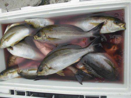 大進丸(愛知) 釣果