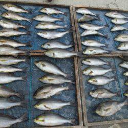 大進丸(愛知) 釣果