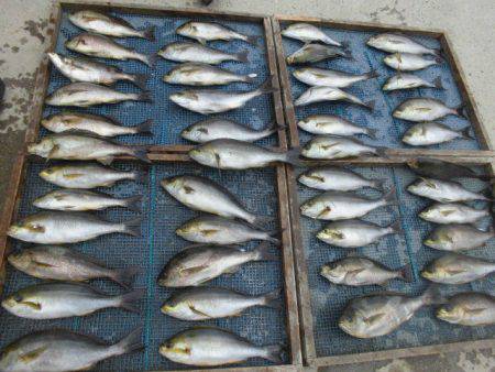 大進丸(愛知) 釣果