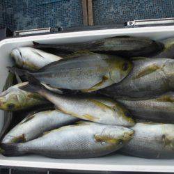 大進丸(愛知) 釣果