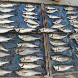 大進丸(愛知) 釣果