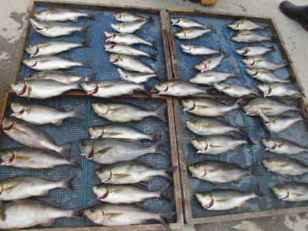 大進丸(愛知) 釣果