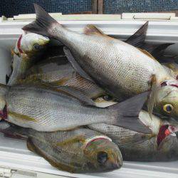 大進丸(愛知) 釣果