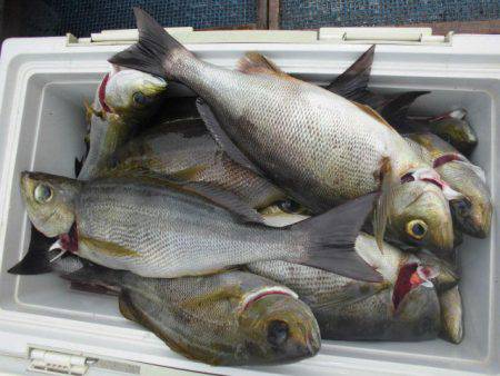 大進丸(愛知) 釣果