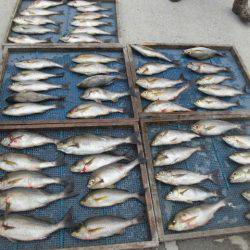 大進丸(愛知) 釣果