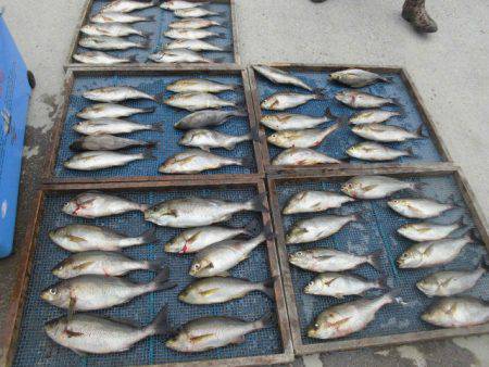 大進丸(愛知) 釣果