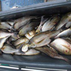 大進丸(愛知) 釣果