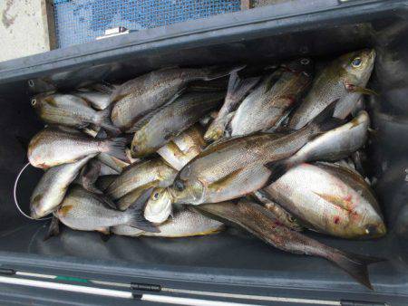 大進丸（愛知） 釣果