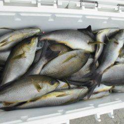 大進丸(愛知) 釣果