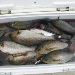 大進丸(愛知) 釣果