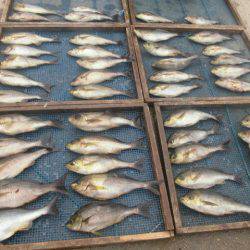 大進丸(愛知) 釣果