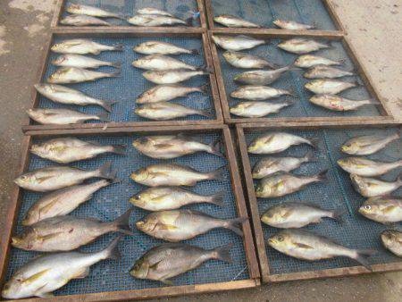 大進丸(愛知) 釣果